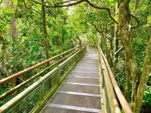 bridge in iguazu forest