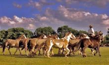 gaucho in areco